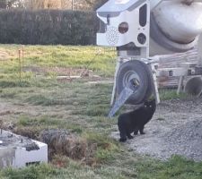 Noa surveille le chantier