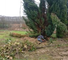 Un ouvrier qui coupe l'arbre.