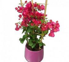 Bougainvillier