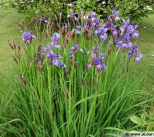 Iris Siberica