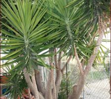 YUCCA Elephantipes