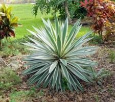 Yucca Gloriosa