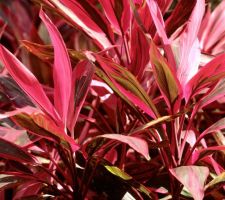 Cordylines rouges