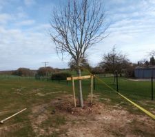 Cerisier &agrave; fleurs r&eacute;cup&eacute;r&eacute; sur un chantier