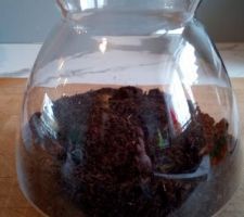 DIY terrarium