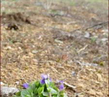 C'est le printemps au jardin !