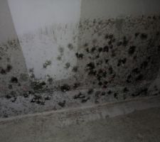 Apparition de champignons chambre 2