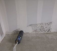 Apparition de champignons chambre 2