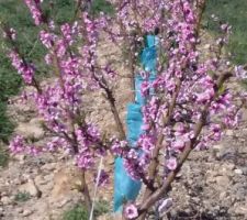 Arbre en fleurs