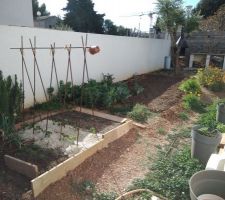 Le potager : au premier plan, oignons-poireaux-carottes puis haricots rames et pommes de terre ; au milieu, fèves aquadulce et Achilée millefeuilles, dans le fond les Eschscholzia de Californie avec leurs fleurs oranges