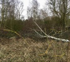 Achat du terrain.
En friche depuis trèèès longtemps