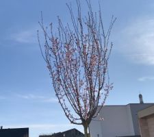 Cerisier en fleurs (Cerasifera Nigra)