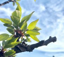 Le printemps montre le bout de son nez