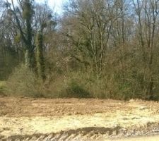 Il reste encore des arbres a abattre