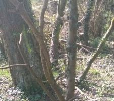 Bout du terrain on aper&ccedil;oit le tube jaune du bornage