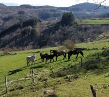 Arrivée des chevaux en Ardèche