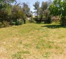 Le coté du terrain qui va accueillir la maison, aux pieds de mon mari