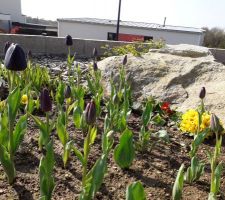 Mes belles tulipes 
Jardin 2019