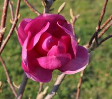 Magnolia 'Cleopatra'