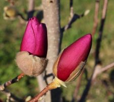 Magnolia 'Cleopatra'