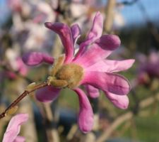 Un magnolia étoilé : Magnolia loebneri 'Leonard Messel'