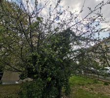 Préparation du terrain avant les travaux (Élagage / Clôture)