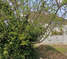 Préparation du terrain avant les travaux (Élagage / Clôture)