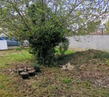 Préparation du terrain avant les travaux (Élagage / Clôture)