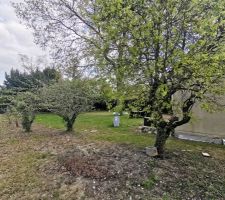 Préparation du terrain avant les travaux (Élagage / Clôture)