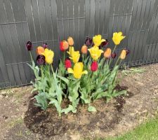 Mon petit massif de tulipes colorées