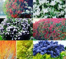 Futur Haies recu aujourd?hui