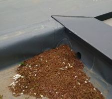 L'inconvénient des toits plats avec les arbres...