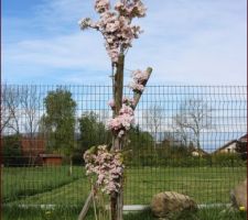 Cerisier à fleurs japonais 'Amanogawa'