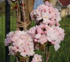 Cerisier à fleurs japonais 'Amanogawa'