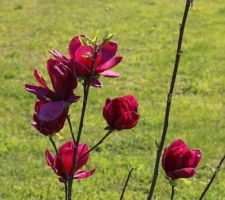 Magnolia 'Rustica rubra' (ou 'Black tulip' ?)