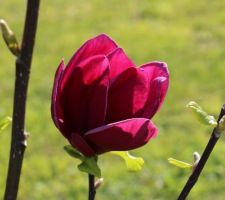 Magnolia, probablement le 'Black tulip'