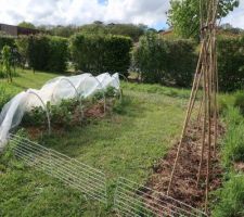 Pomme de terre et tipi pour courges/potirons