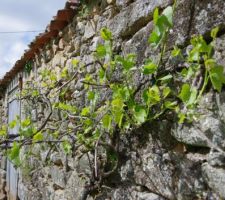 C'est le printemps la vigne pousse