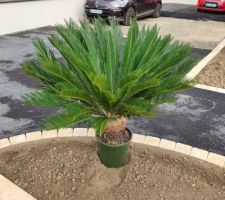 Plantation d'un Cycas revoluta ( je précise ce n'est pas un palmier)