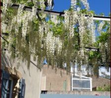 La Glycine en fleur