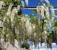 Glycine en fleur