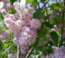 Terrain face sud - lilas du voisin