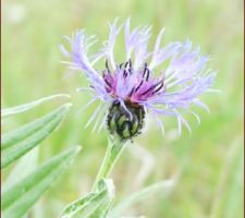 Un peu de douceur du jardin