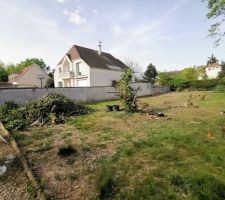 Coupe des arbres