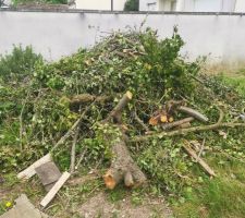 Coupe des arbres