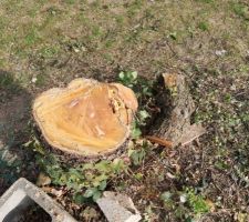 Coupe des arbres