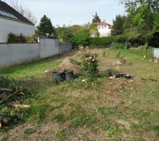 Coupe des arbres