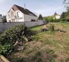 Coupe des arbres