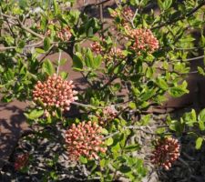 Viorne de printemps en boutons (Viburnum burkwoodi 'Anne Russel', très odorante)