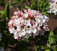 Viorne de printemps (Viburnum burkwoodi 'Anne Russel', très odorante)